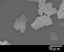 DK-3CH酸化ジルコニウム 顕微鏡写真01