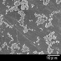 SPZ酸化ジルコニウム 顕微鏡写真01
